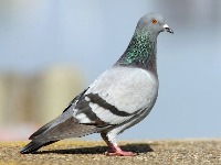 Pigeon & Bird Removal