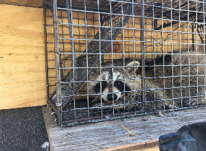 Raccoon Trapping