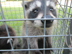 Raccoon in cage