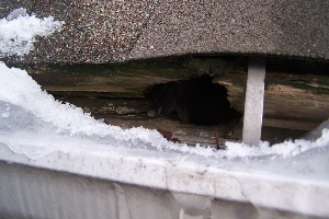 Squirrel Hole (1)