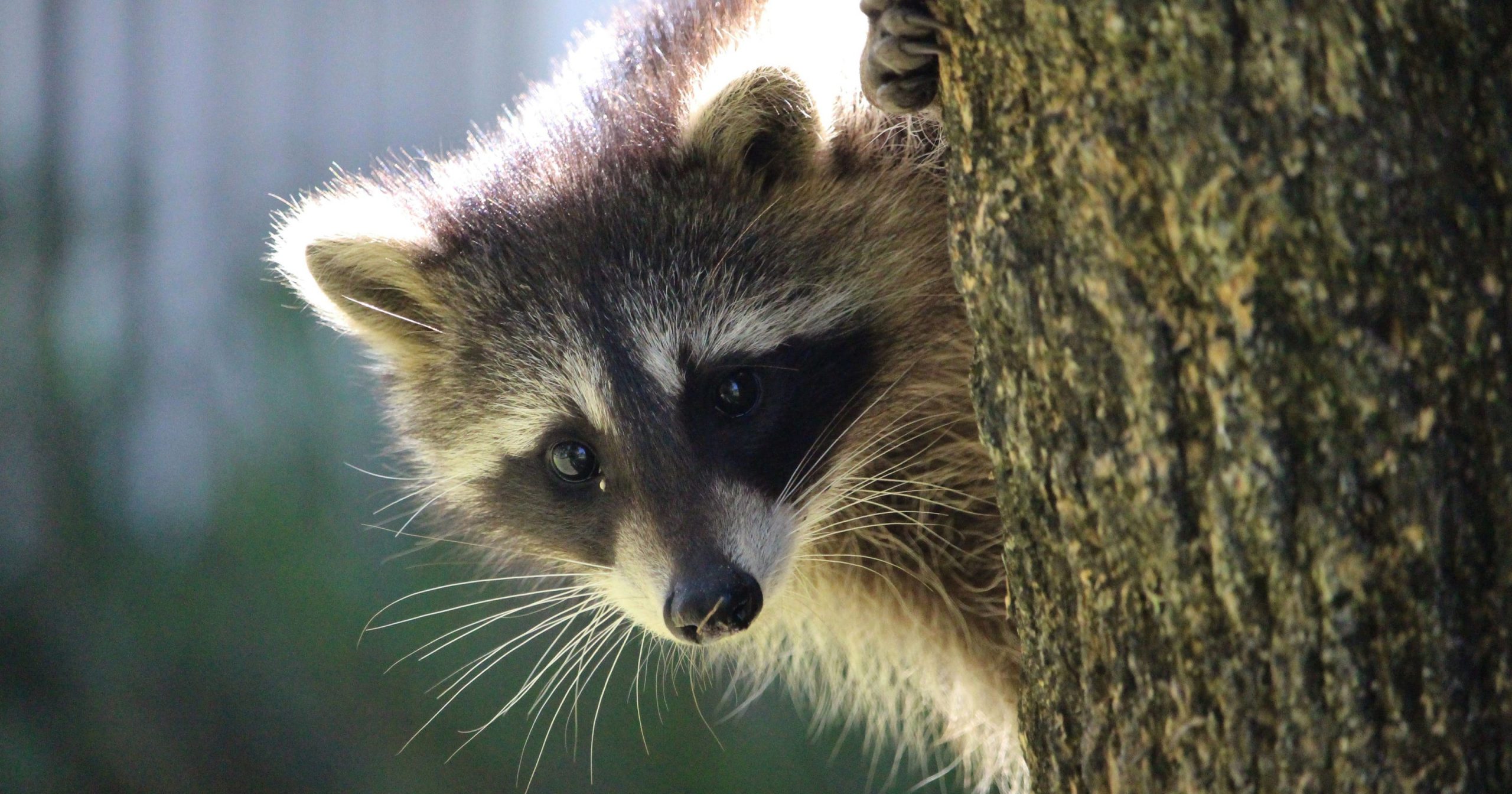 Baker Wildlife Control Raccoon Removal