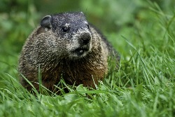 Woodchuck Groundhog Removal Baker Wildlife (2)
