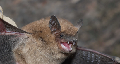 Geneva Bat Removal